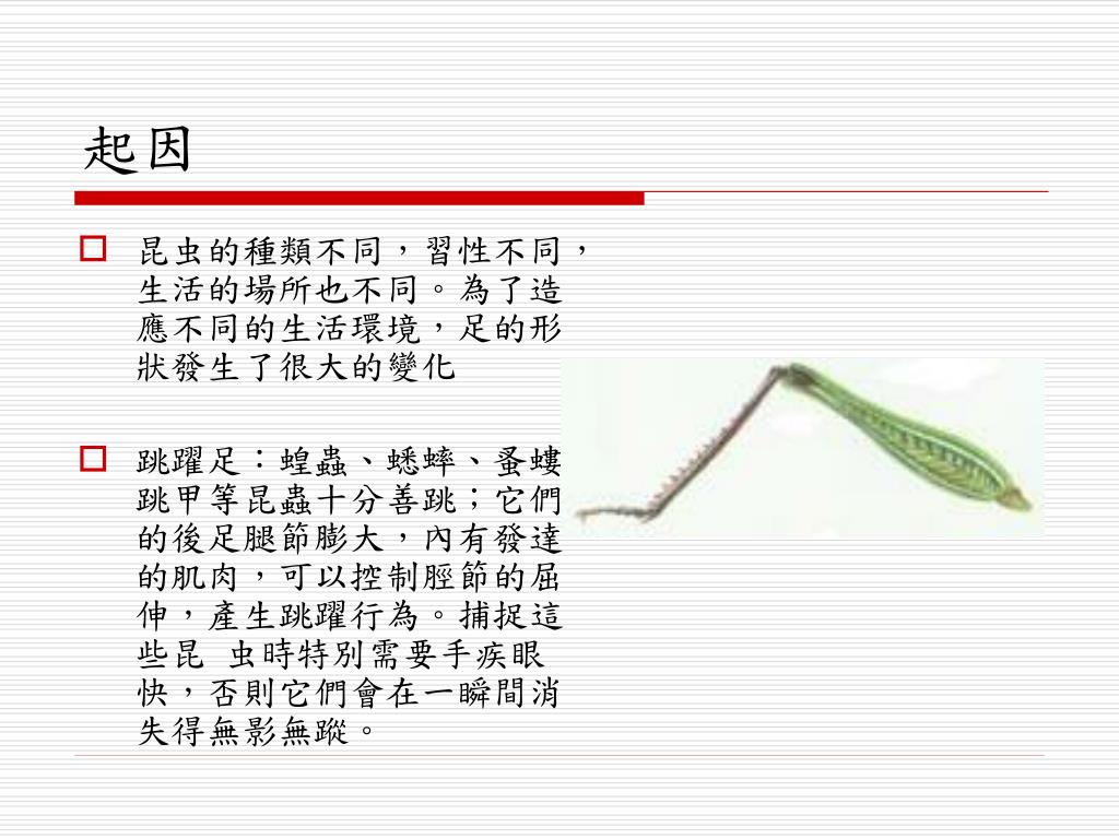 澳洲介紹ppt 無尾熊的世界 Ysctow