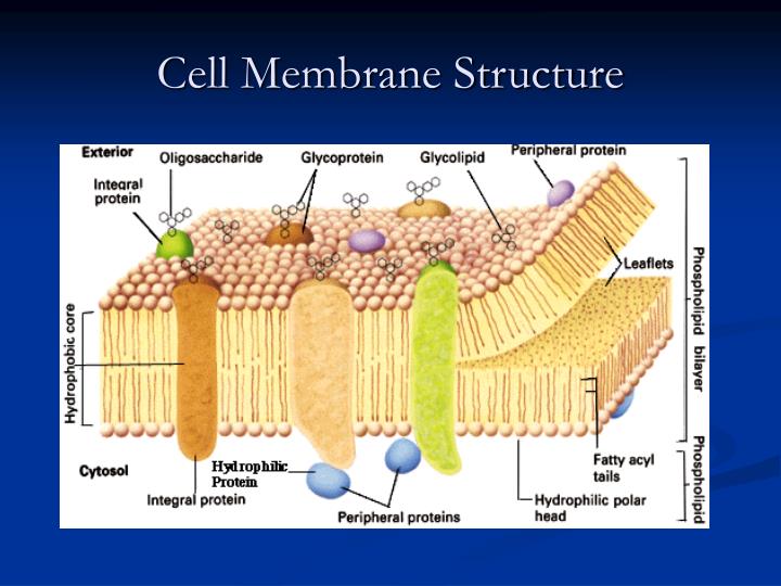 Plasma membrane structure and function free biology