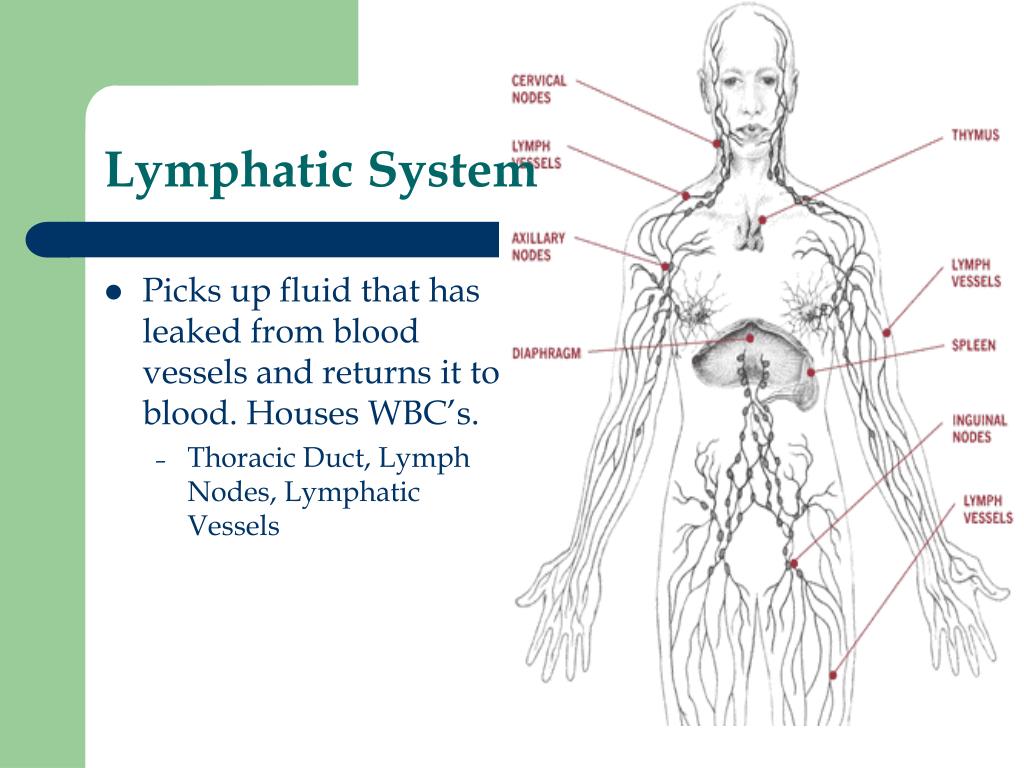 Permission required for reproduction or display. Ppt Essentials Of Human Anatomy Physiology Powerpoint Presentation Id 58801
