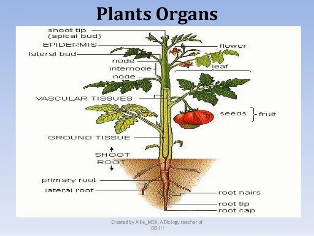Download our chapter 2 test form a origins of american government answers ebooks for free and learn more about chapter 2 test form a origins of american government answers. 8 6. Structure and function of plant organs