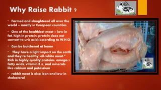 Basic Rabbit Training Module 1 Pptx - Vintage Image Collection - Desktop Quality