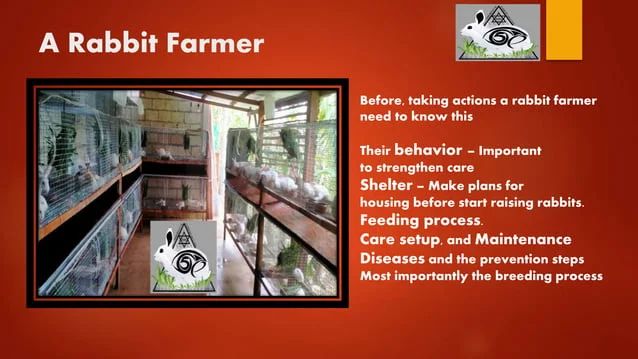 Basic Rabbit Training Module 1 Pptx - Download Classic Landscape Pattern | HD