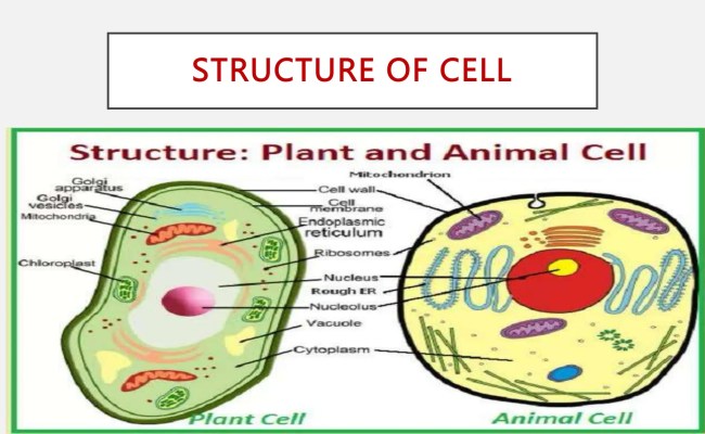 Cell Introduction, Definition , Structure And Function , Slide Share .pptx