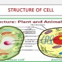 Cell Introduction, Definition , Structure And Function , Slide Share .pptx