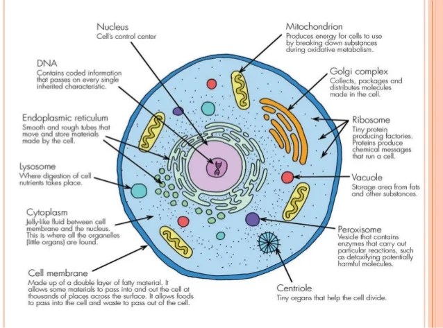 Cell Structure And Function Cheat Sheet Mhay123 Cheatography Mhay123 Cell Structure Structure And Function Human Anatomy And Physiology Bacterial and archaeal cells are organized at the cellular and molecular levels.