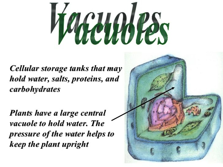 One of the permanent cell structures of plants and animals are vacuoles. Cellular Structures and Their Functions