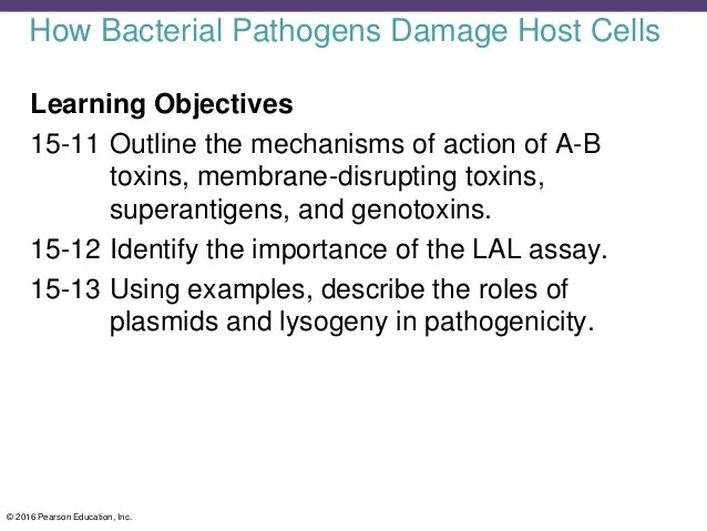 Structural Insights Unravel The Zymogenic Mechanism Of The Virulence Factor Gingipain K From Porphyromonas Gingivalis A Causative Agent Of Gum Disease From The Human Oral Microbiome Journal Of Biological Chemistry Document Content and Description Below.