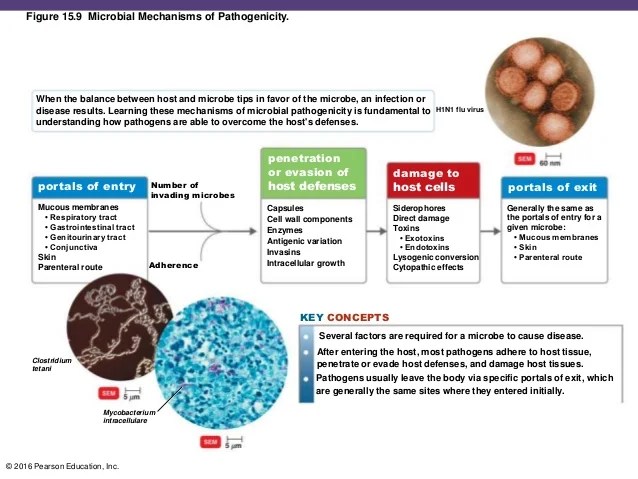 Chapter 15 Microbial Mechanisms Of Pathogenicity Show More Last document update.