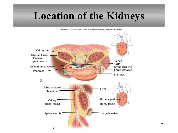 Anatomy And Physiology Quiz The Urinary System Proprofs Quiz Fluid Electrolyte Acid-Base Balance.