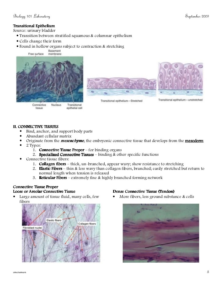 Lab Exercise 7 Epithelial Tissue Answers Exercise Poster Histology of Epithelial Tissues Data Table 1.