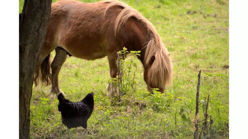 Flutter Vs Java Graphical User Interface Frameworks Text Pdf - Vintage Image Collection - 4K Quality