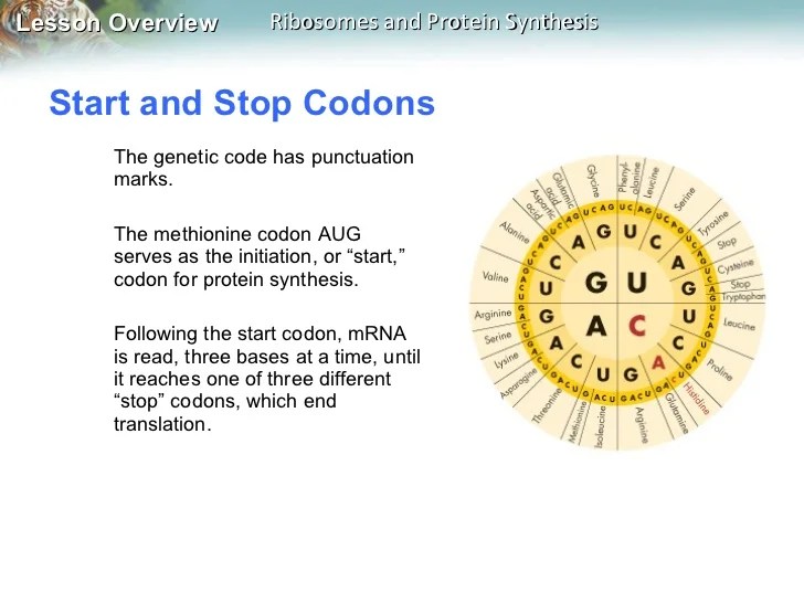 Rna And Protein Synthesis The central dogma of molecular biology is that information is transferred from DNA to RNA to protein. Rna And Protein Synthesis Molecular biology seeks to explain living organisms by studying them at the molecular level using molecules like DNA and RNA.