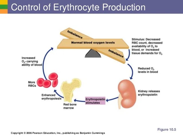 Essentials Of Anatomy And Physiology 9e Marieb Chapter 10 Blood Short Answer Figure Pdf Free Download 9Holes Essentials of Human Anatomy and Physiology Human anatomy Physiology Chapter 1.