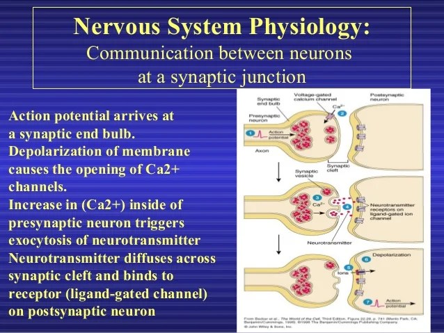 Introduction to the nervous system and nerve tissue[1]