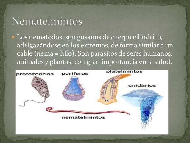 Resultado de imagen para Los Nematelmintos