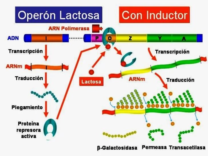 Operon