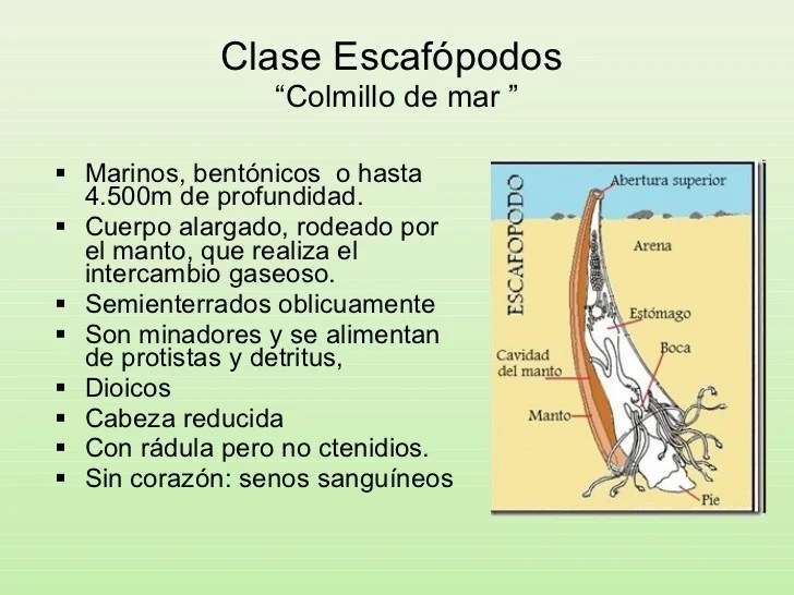 Resultado de imagen para escafópodos ejemplos