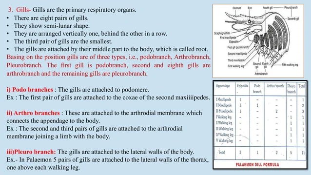Prawn respiratory system,types of gills,structure of gill plates,working of mechanism,formula of