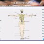 Principles Of A+p 1112 Session 2 - Skeletal System (functions Of ...