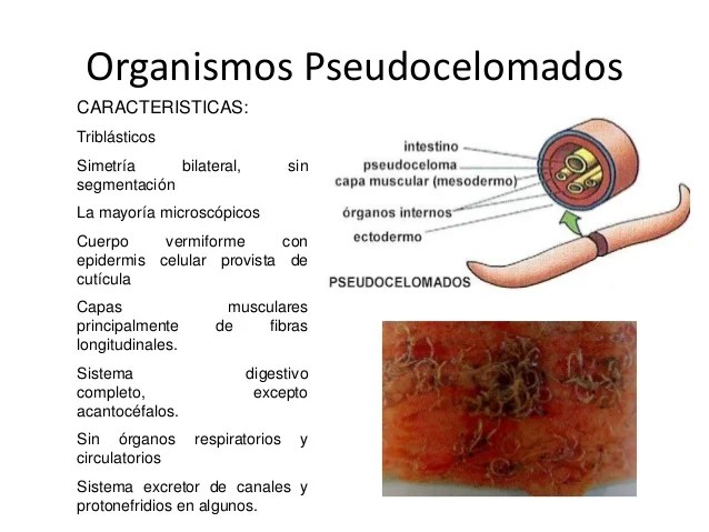 Resultado de imagen para Pseudocelomados