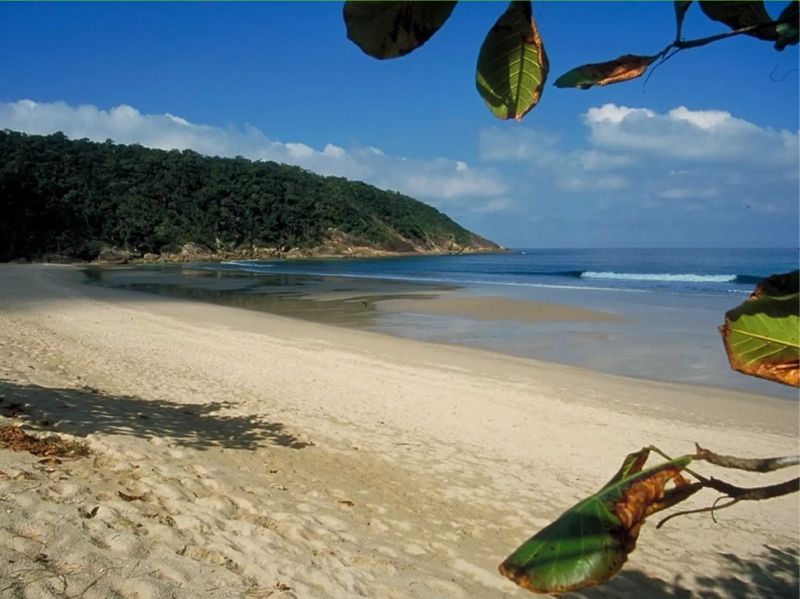 Python Brasil - Modern Nature Background - Mobile