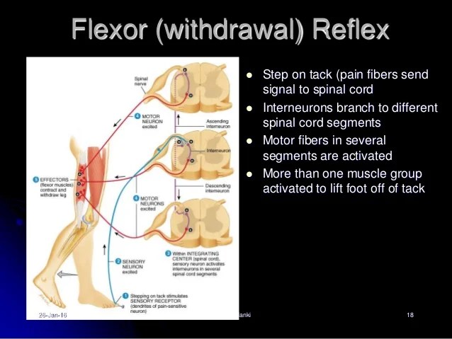 pics Withdrawal Reflex Flowchart slideshare