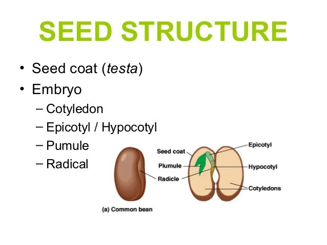 Seed Structure