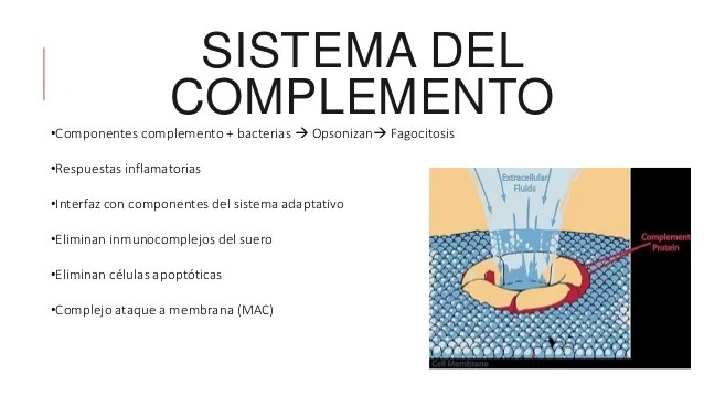 Resultado de imagen para Sistema del complemento fagocito