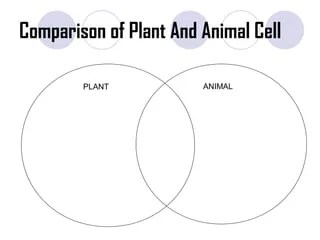 Similarities and differences between animal and plant cells. Structure And Function Of Cells