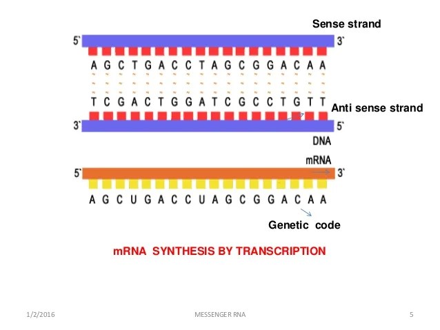 photo Mrna Strand structure and function of messenger rna