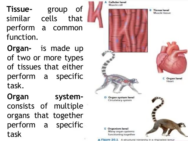 Ppt Unifying Concepts Of Animal Structure And Function Powerpoint Presentation Id 2608561 Forms a tube in the kidney.