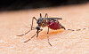 The $1K Laser Mosquito Zapper: A Game-Changer or a Scam? (2026)