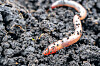 Shai-Hulud copycat worm infects yet another npm package – The Register