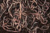 Shai-Hulud malware worms Red Hat npm package versions downloaded 80K times a week – The Register