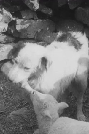 Image Sheep Dog