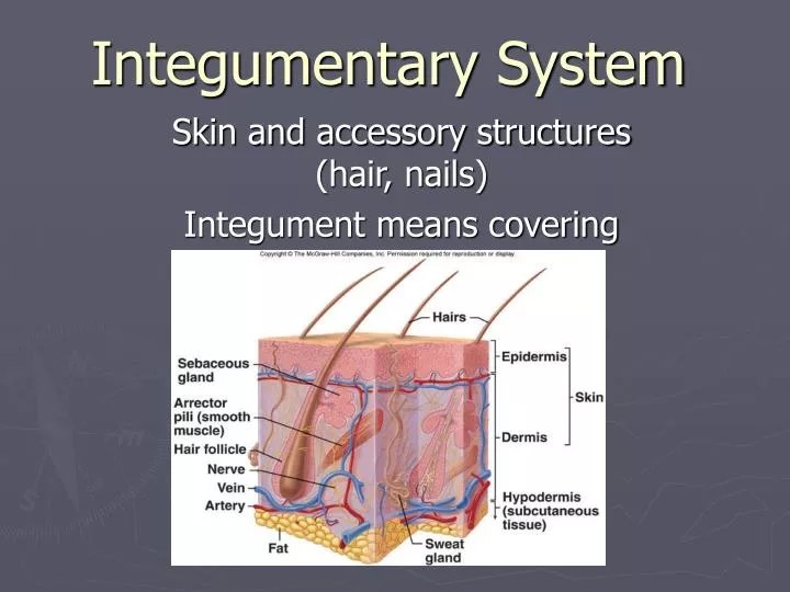 Anatomy And Physiology Of Integumentary System Anatomy Drawing Diagram April 27-May 1. Anatomy And Physiology Of Integumentary System Anatomy Drawing Diagram The Tissue Level of Organization.