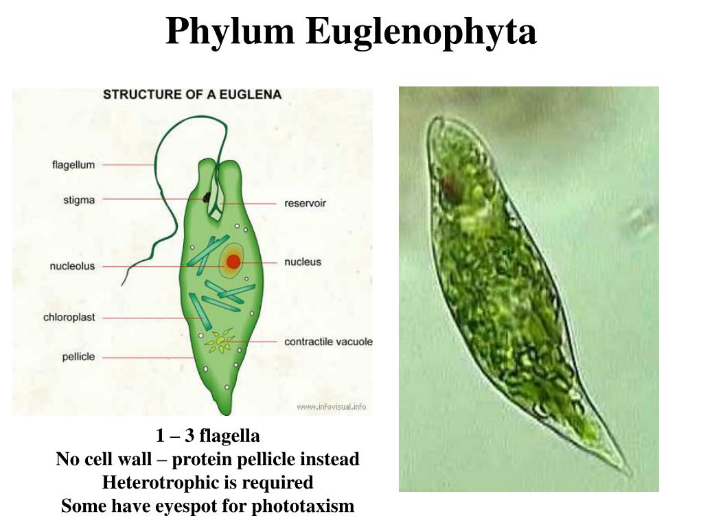Euglenophyta merupakan kelompok protista yang unik karena dia memiliki sifat mirip tumbuhan dan hewan. Ppt Kingdom Protista Powerpoint Presentation Free Download Id 1797603