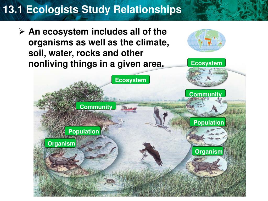 Global crisis and challenge 8: PPT - Ecologists study environments at different levels of organization. PowerPoint