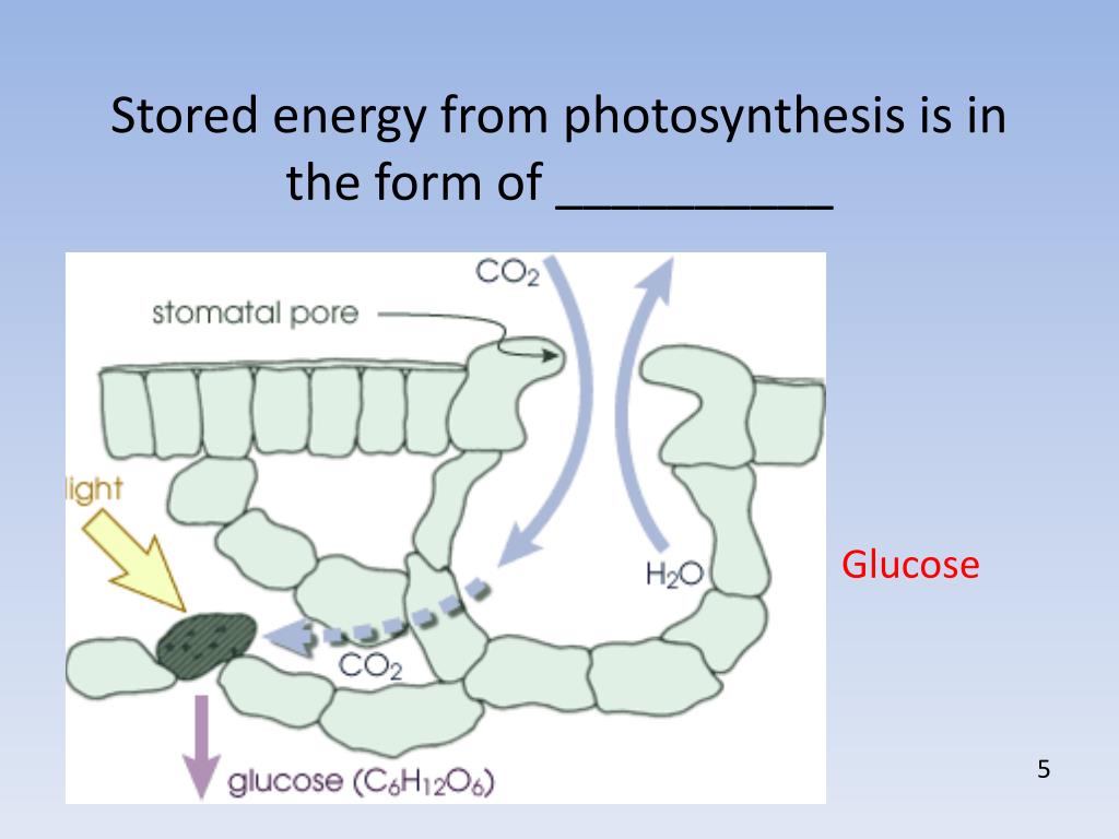 PPT - Plant Nutrients PowerPoint Presentation, free ...