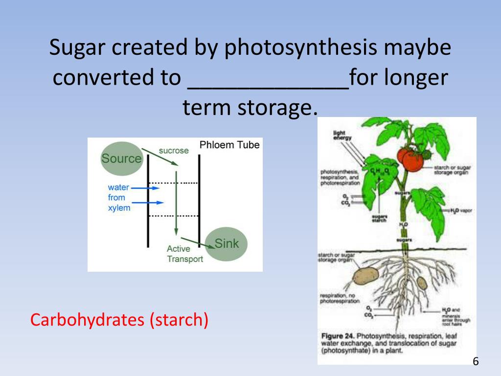 PPT - Plant Nutrients PowerPoint Presentation, free ...
