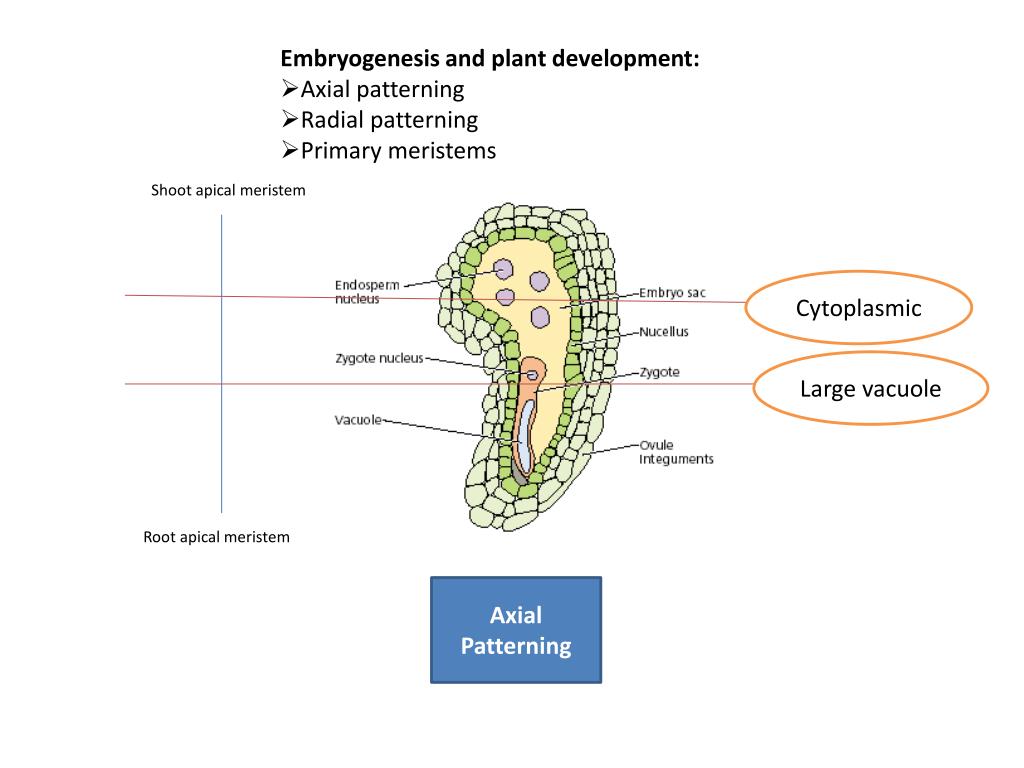 Introduction In flowering plants, nutrition of the embryo is an... Introduction In flowering plants, nutrition of the embryo is an...