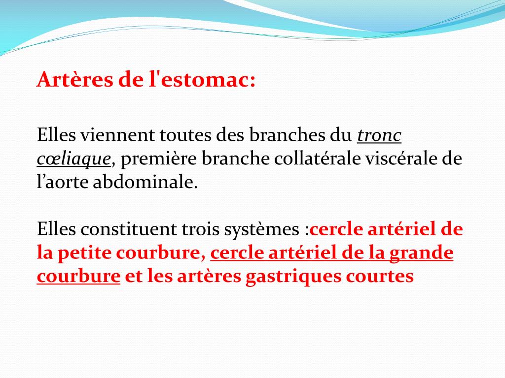 Ppt Estomac Powerpoint Presentation Free Download Id 1978846