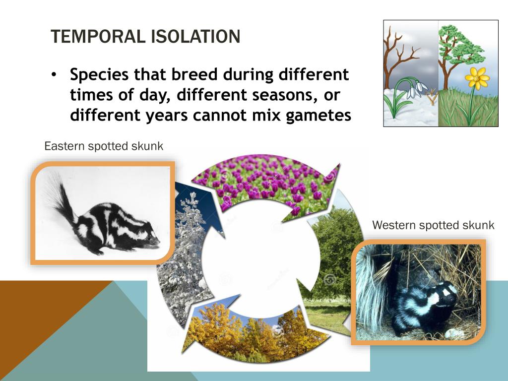 Drosophila are by no means the only insects which have mating rituals. PPT - Genetic drift PowerPoint Presentation, free download
