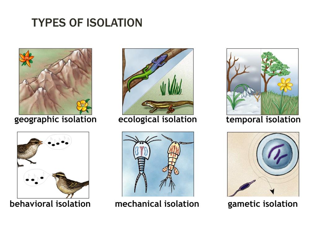PPT - Genetic drift PowerPoint Presentation, free download ...