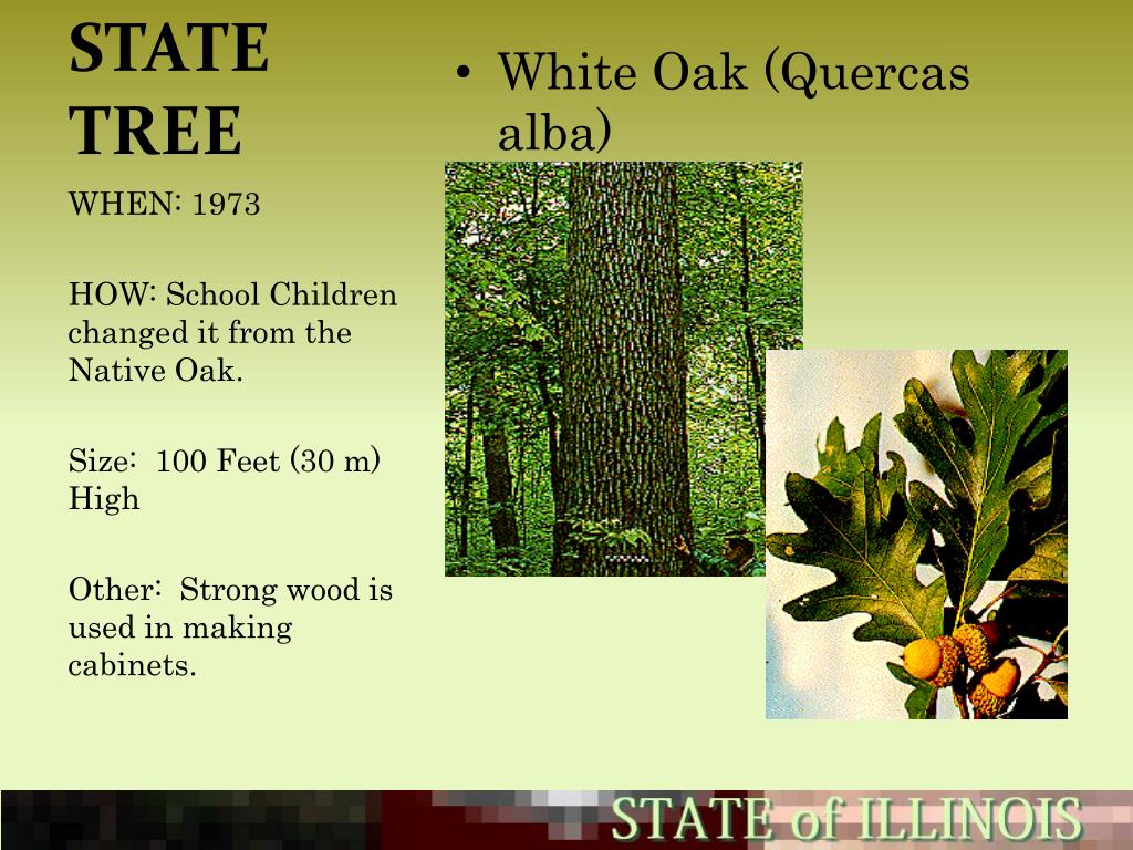 State Tree White Oak Apg News