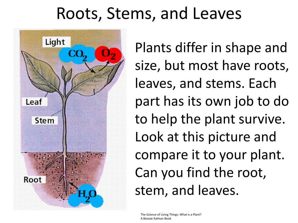 Ppt Roots Stems And Leaves Powerpoint Presentation Free Download Id 2108452 A group of undifferentiated cells that divide to produce increased length of stems and roots.