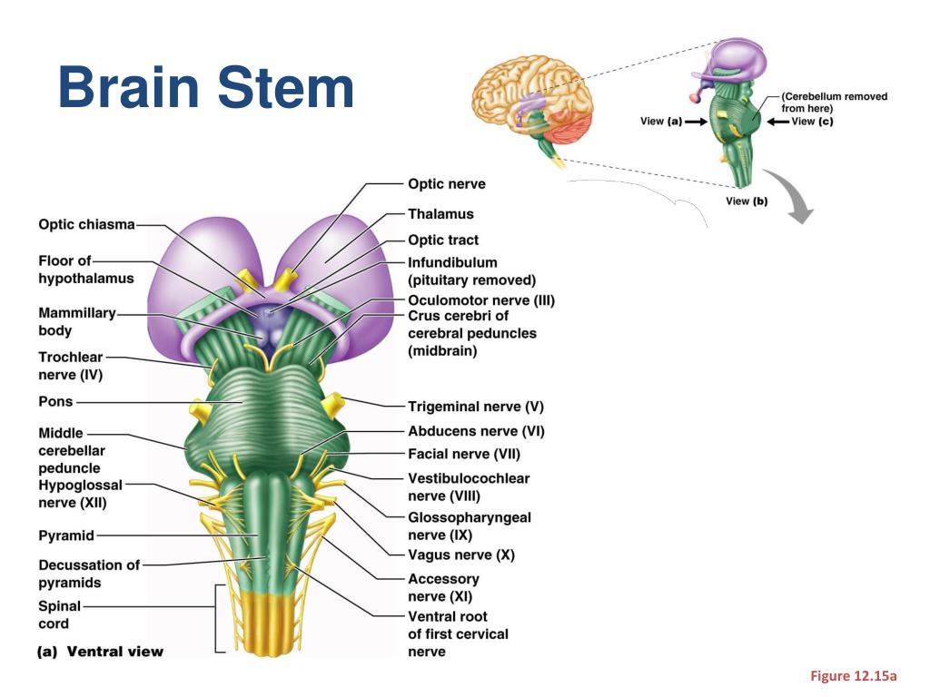 Brainstem function