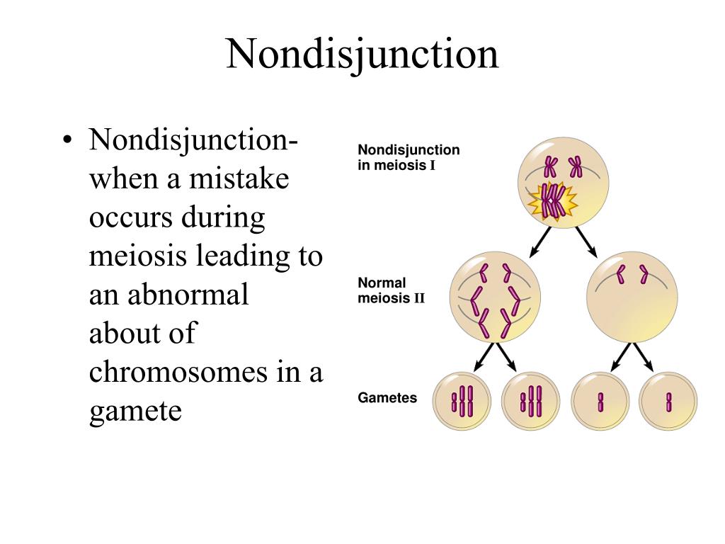 What is disjunction in meiosis