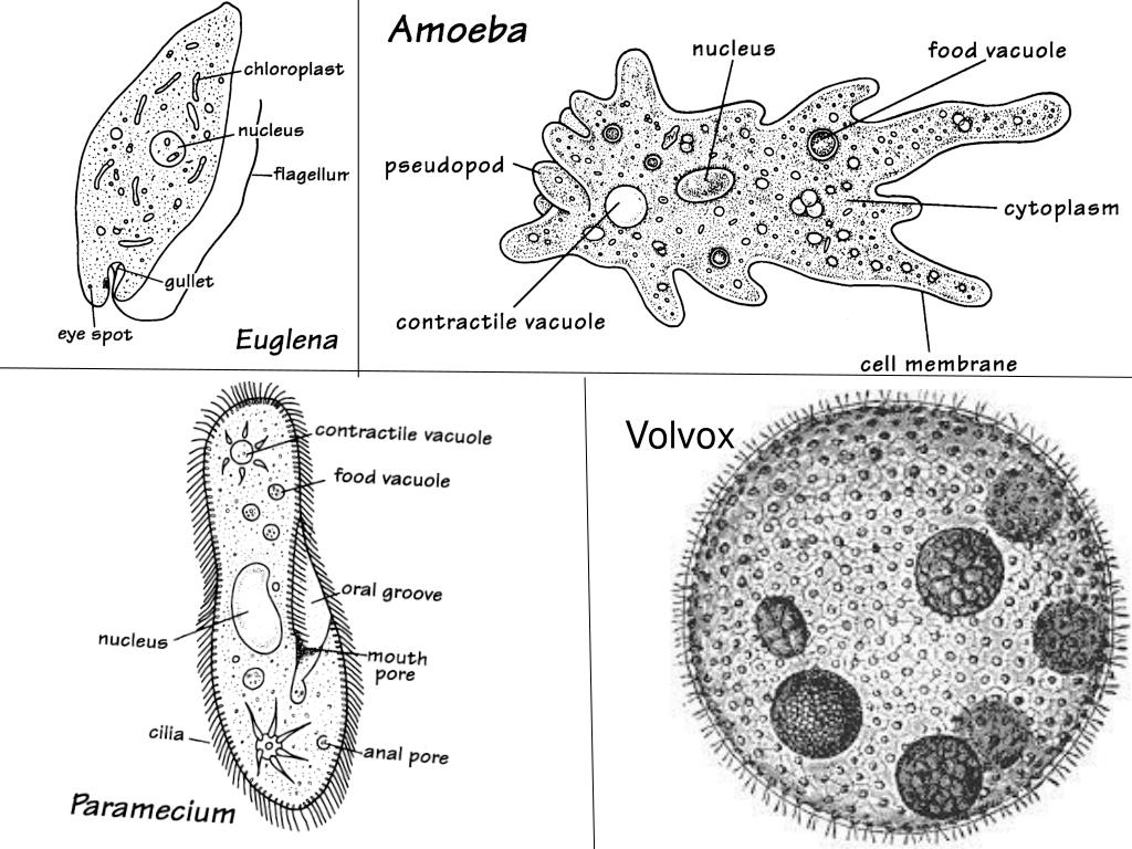 pix Labelled Diagram Of Amoeba And Paramecium labels for your ideas