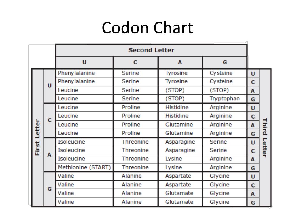 The worksheet quiz puzzle and task cards only cover the 5 minute video and the resources are an introduction or … PPT - The Codon Chart PowerPoint Presentation, free download - ID:2435597